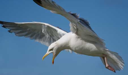 seagull.jpg